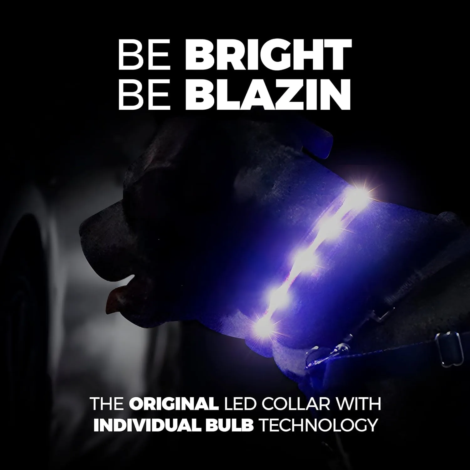 Brightest Light Up Dog Collar - Meet Blazin! 🐾💡
